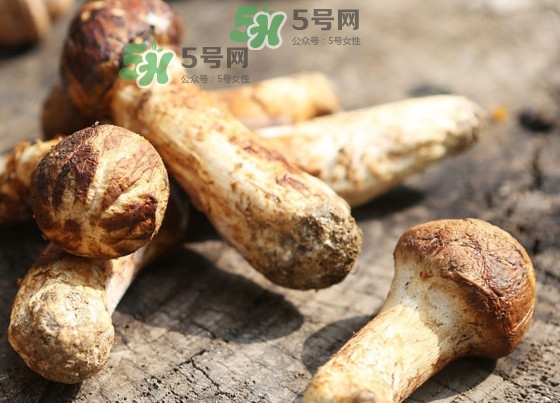 干松茸多少錢一斤？野生松茸多少錢一斤？