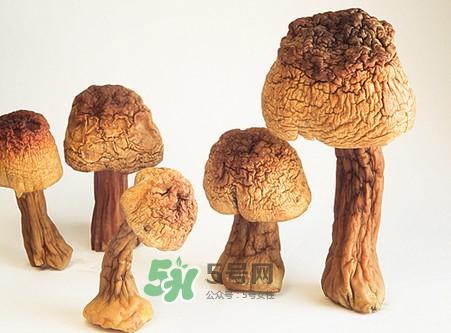 松茸是發物嗎？松茸是熱性還是涼性？