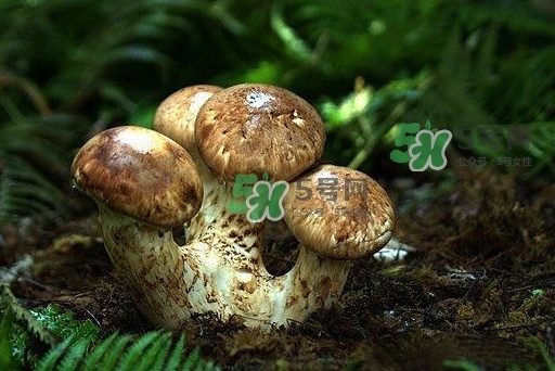 干松茸多少錢一斤？野生松茸多少錢一斤？