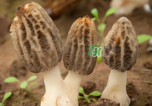 羊肚菌有假的嗎？野生羊肚菌有幾種？