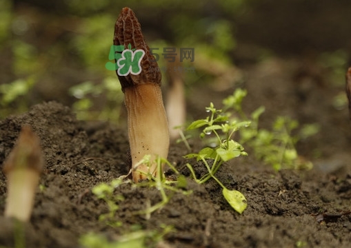 孕婦可以吃羊肚菌嗎？什么人不能吃羊肚菌