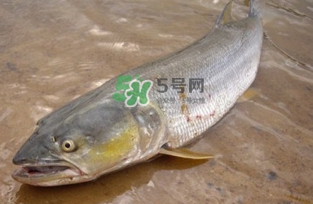 鳡魚怎么釣？鳡魚在魚缸里怎么養