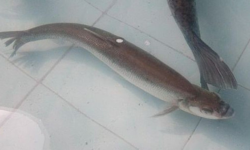 鳡魚吃什么？翹嘴魚和鳡魚有什么區別