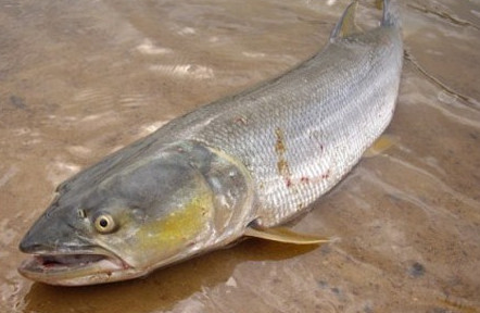 鳡魚吃什么？翹嘴魚和鳡魚有什么區別