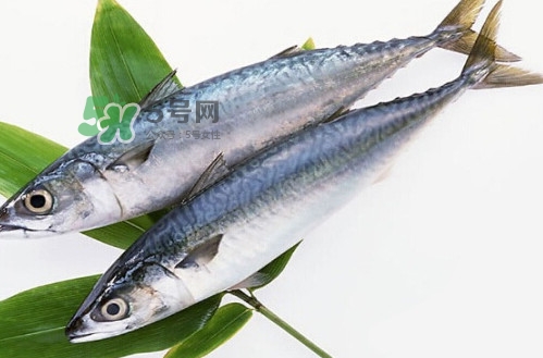 一般鳡魚能長到多大？鳡魚與假鳡魚怎么區分