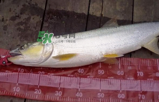 一般鳡魚能長到多大？鳡魚與假鳡魚怎么區分