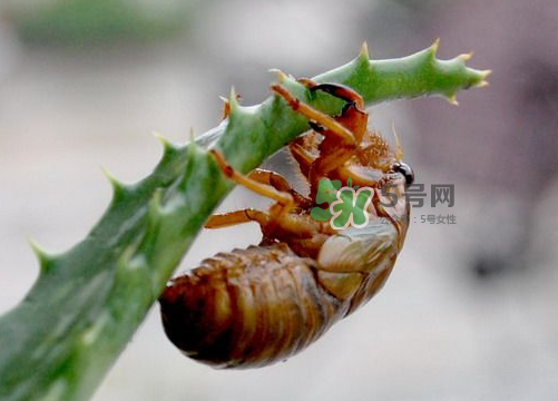 金蟬怎么保存一夜不死？怎樣保存一夜金蟬不死？