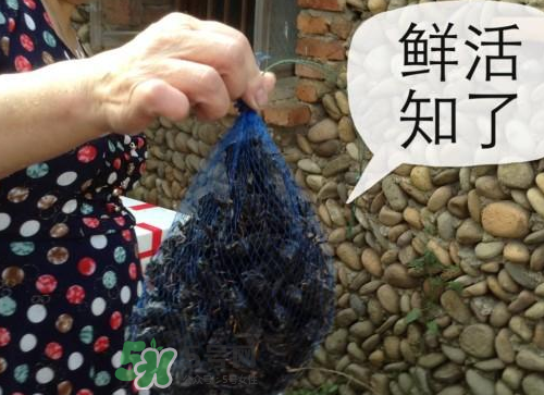 金蟬怎么保存一夜不死？怎樣保存一夜金蟬不死？