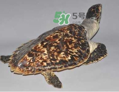 玳瑁龜好養嗎？養玳瑁龜違法嗎