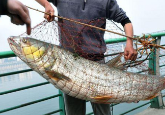 一般鳡魚能長到多大？鳡魚與假鳡魚怎么區分
