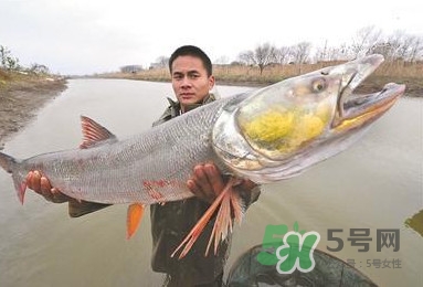 一般鳡魚能長到多大？鳡魚與假鳡魚怎么區分