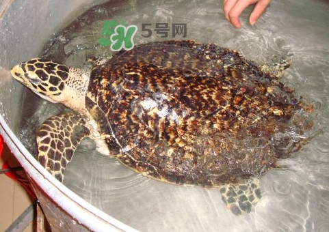 玳瑁龜好養嗎？養玳瑁龜違法嗎