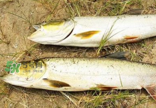 鳡魚怎么釣？鳡魚在魚缸里怎么養