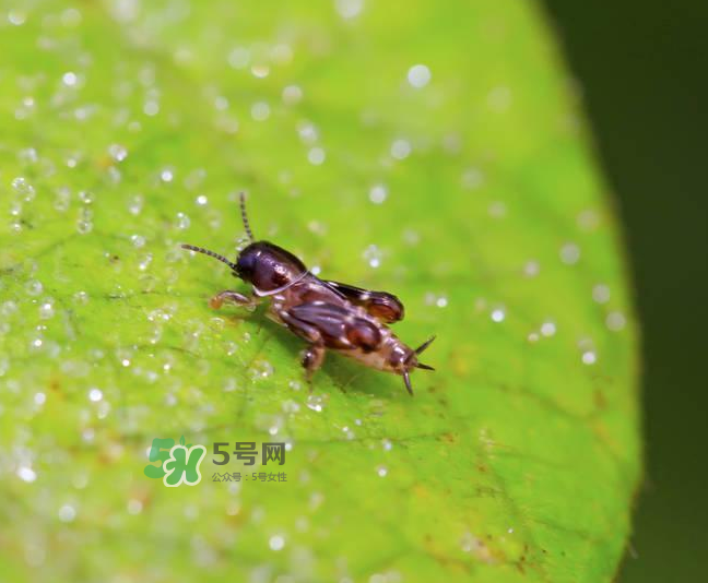 跳蚤會寄生在人身上嗎？跳蚤會在人身上存活嗎？