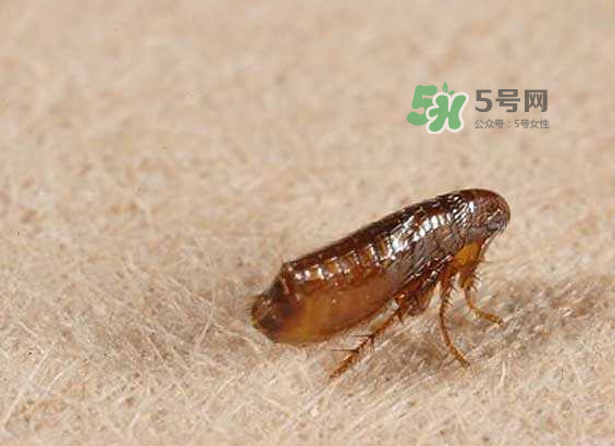 跳蚤會寄生在人身上嗎？跳蚤會在人身上存活嗎？