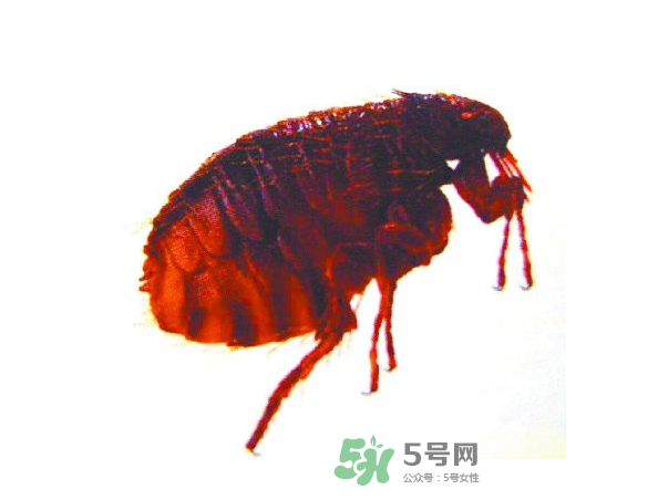 跳蚤會(huì)飛嗎？跳蚤會(huì)咬人嗎？