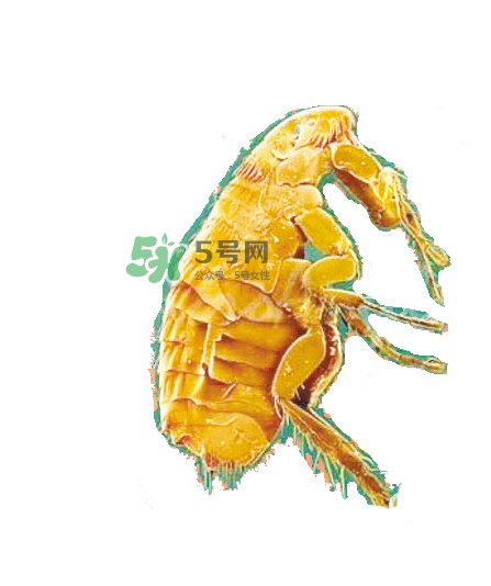 跳蚤會(huì)飛嗎？跳蚤會(huì)咬人嗎？