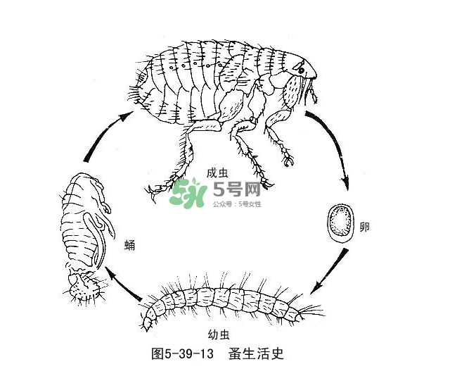 跳蚤會(huì)飛嗎？跳蚤會(huì)咬人嗎？