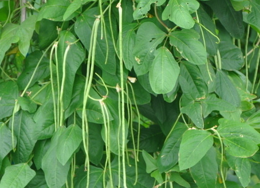 缸豆幾月份種？缸豆什么時候播種？