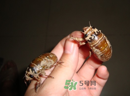 金蟬晚上幾點出來？金蟬為什么晚上出來？