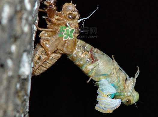 金蟬晚上幾點出來？金蟬為什么晚上出來？