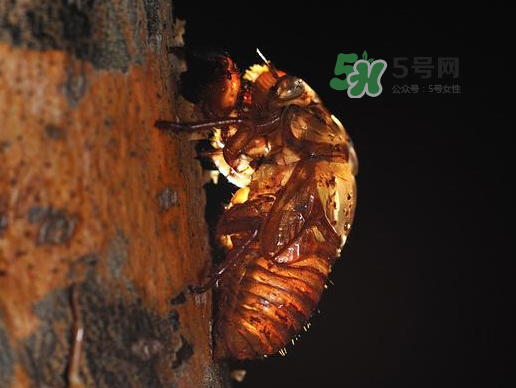 金蟬殼多少錢一斤？金蟬殼價格