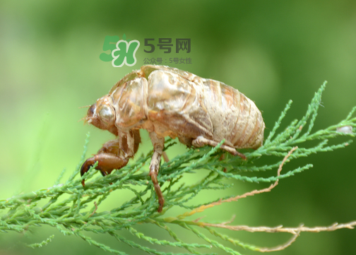 知了殼有什么藥用價值？知了殼的功效與作用