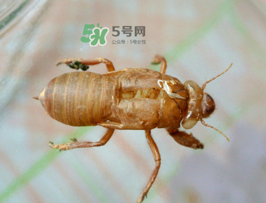 知了殼能能吃嗎？知了殼怎么吃？