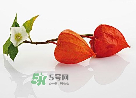 菇娘果皮有用還是果實有用？紅菇娘泡水喝用皮還是用果