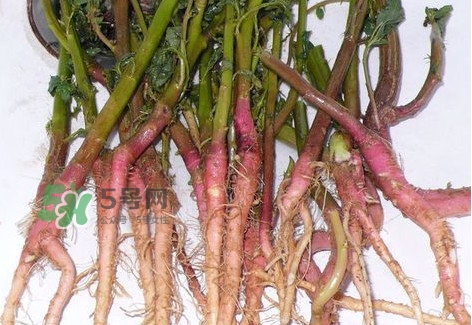 莧菜留根能長(zhǎng)么？莧菜根為什么腌制前要水泡一整天