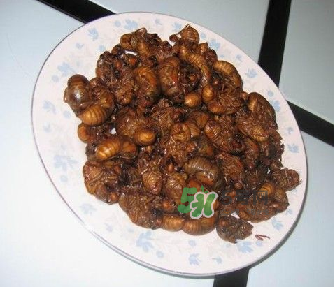 吃金蟬過敏怎么辦？吃金蟬為什么會過敏？