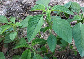 炒野莧菜要焯水嗎？野莧菜和山藥能在一起吃嗎