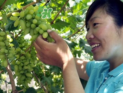 金手指葡萄到底有什么缺點(diǎn)？金手指葡萄什么時(shí)候成熟