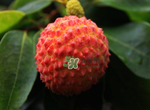 九月份還有荔枝嗎？荔枝幾月份沒有？