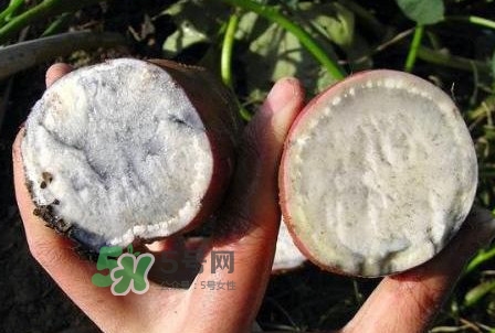 雜交水稻是不是轉(zhuǎn)基因？轉(zhuǎn)基因食品有哪些？
