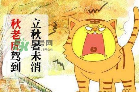 秋老虎熱嗎？末伏熱還是秋老虎熱？