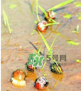 怎么殺死福壽螺寄生蟲？福壽螺寄生蟲怎么去除？