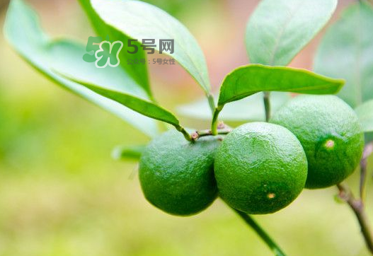 八月份可以吃橘子嗎？八月份的橘子能吃嗎？