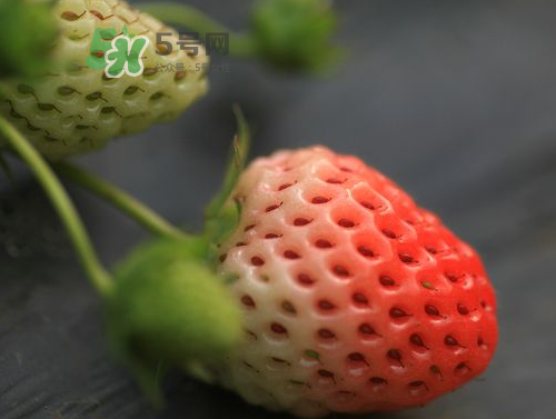 八月份還有草莓嗎？8月份還有草莓嗎？