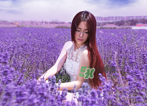 八月份還有薰衣草嗎？8月份還有薰衣草嗎？