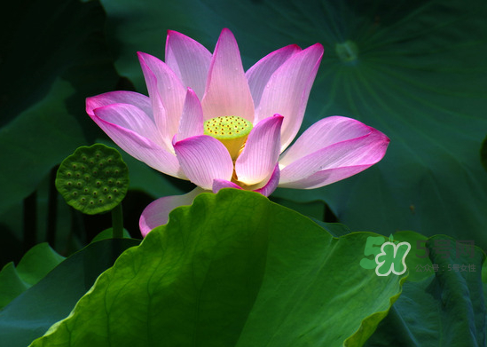 八月份還有荷花嗎？8月份還有荷花嗎？