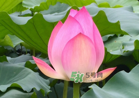 八月份還有荷花嗎？8月份還有荷花嗎？