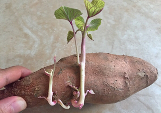 地瓜發芽了怎么種盆栽？拔絲地瓜怎么熬糖