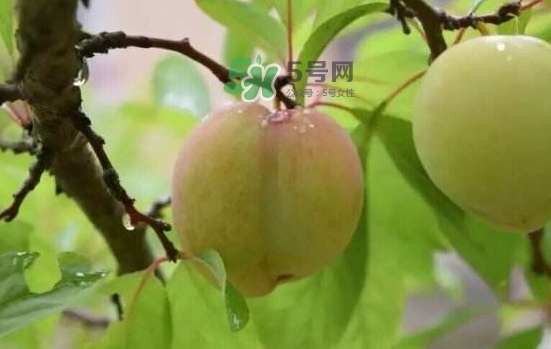 奈李是什么水果？奈李為什么會空心