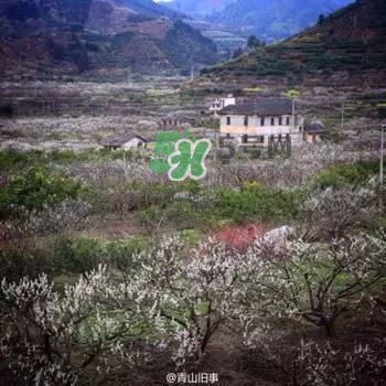 奈李是什么水果？奈李為什么會空心