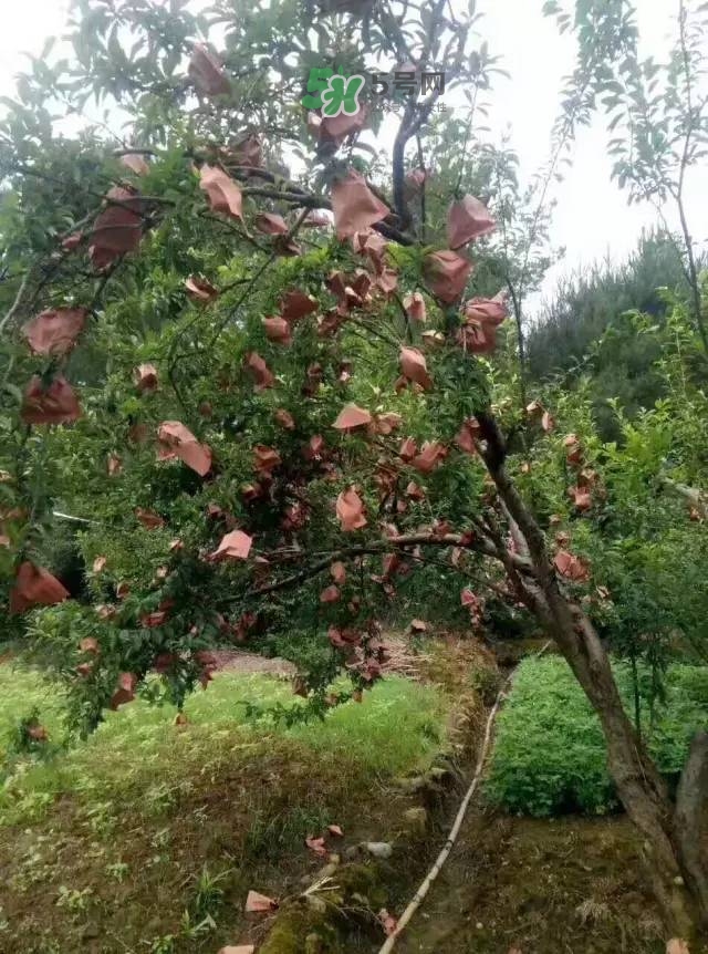 奈李是什么水果？奈李為什么會空心