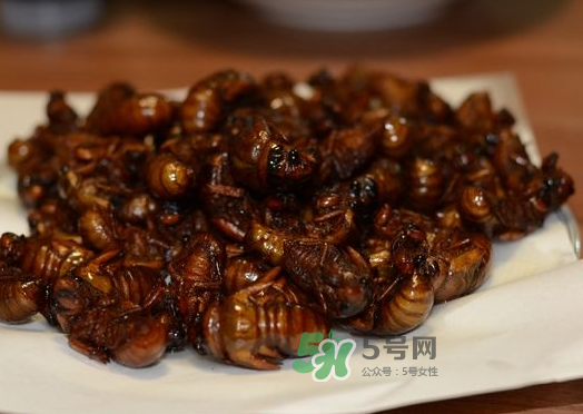 知了龜能吃嗎_知了龜有毒嗎_知了龜的營養(yǎng)價值