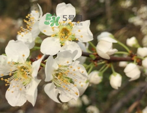 月經期間可以吃奈李嗎？來月經可以吃奈李嗎