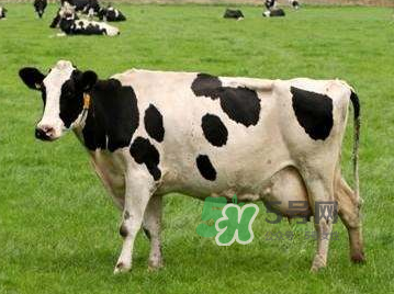 牛初乳咀嚼片為什么會拉肚子？牛初乳咀嚼片吃了拉肚子正常嗎？
