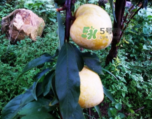 黃金奈李多少錢一斤？黃金奈李價(jià)格